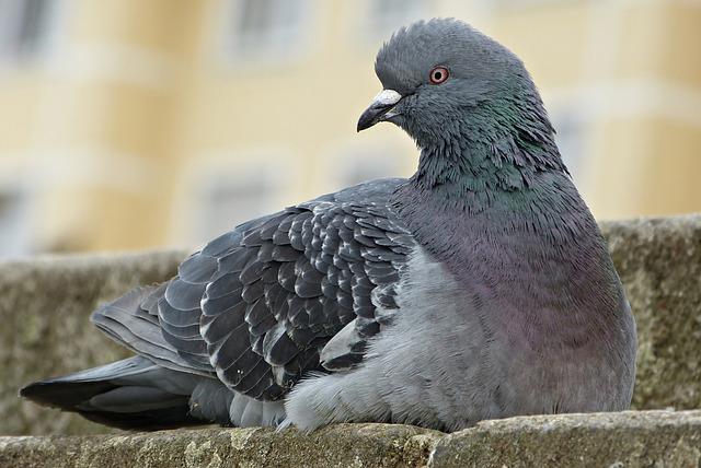 Recent Confirmed Cases of H9N2 Avian Flu in China
