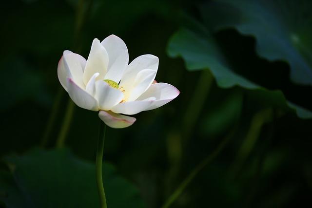 The Influence of 'White Lotus' on Thailand's Tourism Appeal