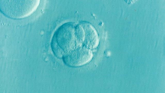 Impact of IVF Mix-Up on Family Dynamics