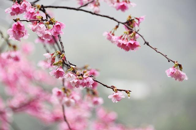 Starbucks Japan Launches Sakura Latte for Spring