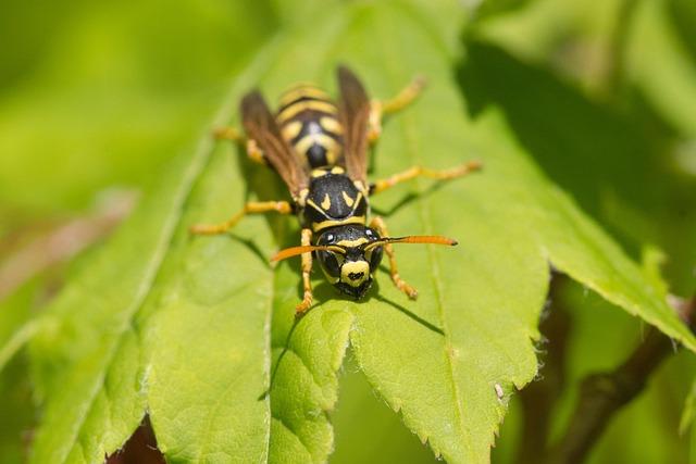 Defensive Strategies Against Yellow Jackets