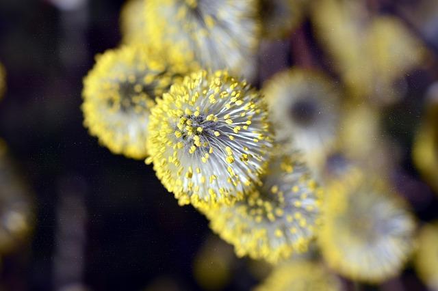 Common Allergens Residents Should Anticipate This Year
