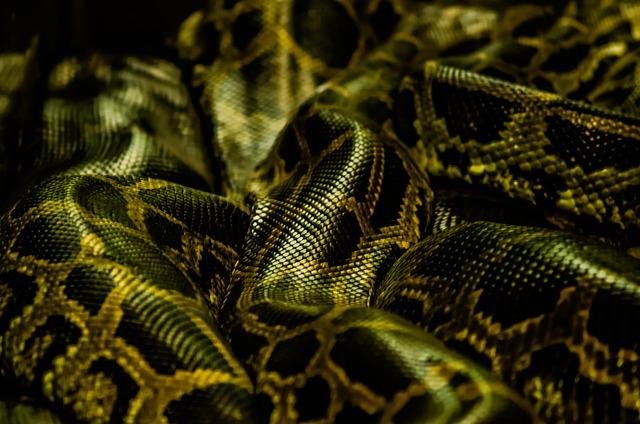 Community Members Assist Reticulated Python on Thai Road