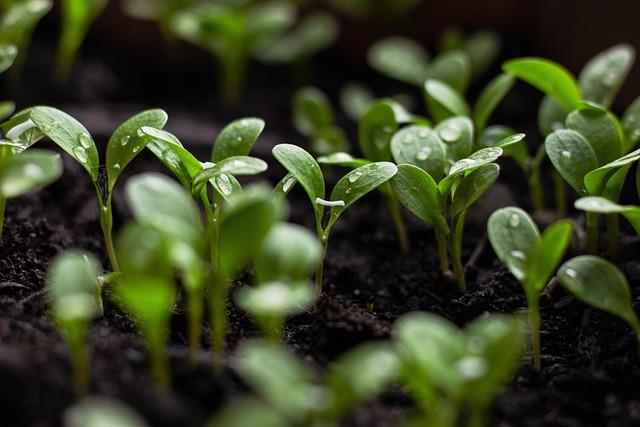 Strategies for transitioning to Sustainable Agriculture in Laos