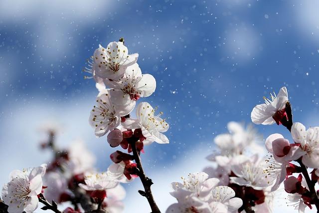 The Cultural Significance Of Sakuras And Their Impact On Seasonal Beverages 