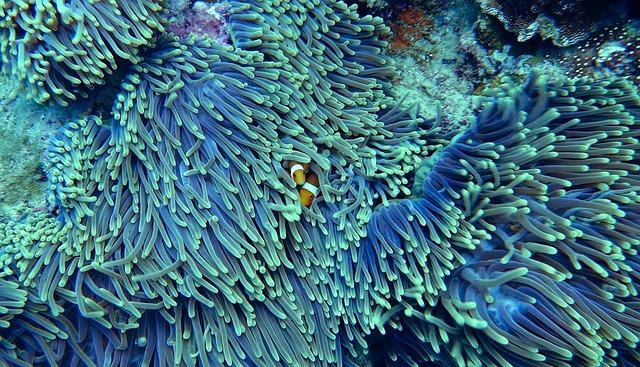 Impact of Mass Tourism on Coral Reefs