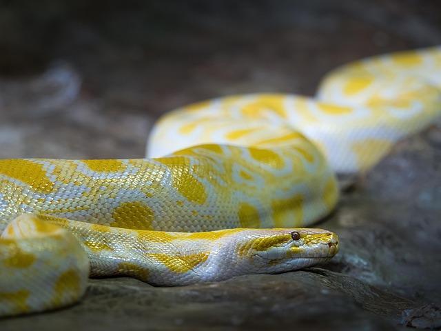Terrifying Encounter: Residents Confront a Python