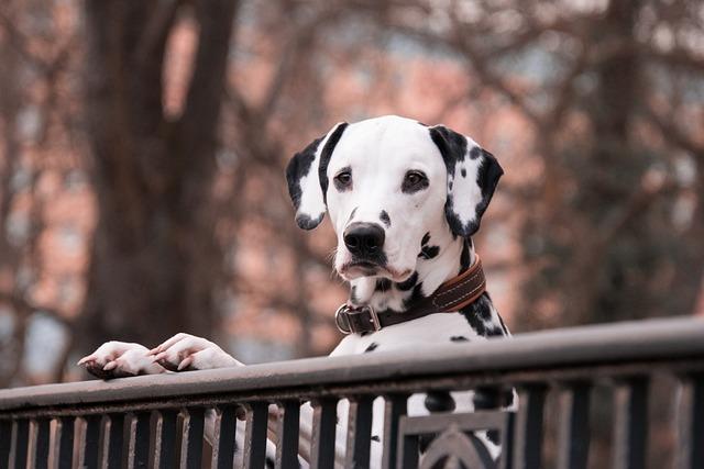 Dalmatian's Unique Experience Flying in Singapore Airlines Business Class