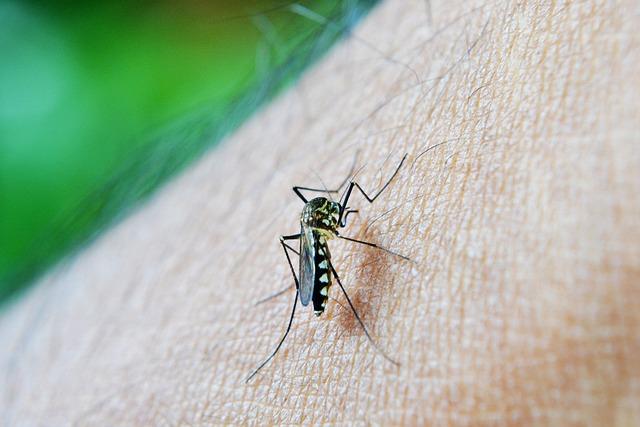 Deciphering Dengue Transmission Dynamics