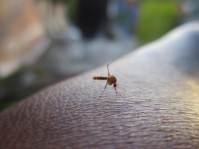 Understanding the Rising Threat of Dengue Fever in the Philippines