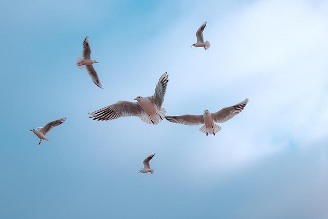 BirdLife International's Partnership: Objectives and Successes