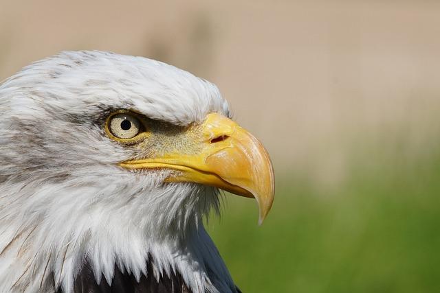 Offensive Strategy Leads Eagles to Success