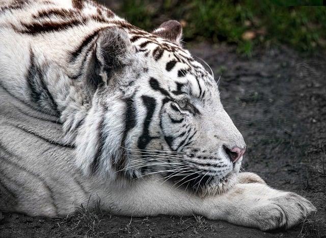 Climate Change Effects on Bhutanese Tiger Habitats
