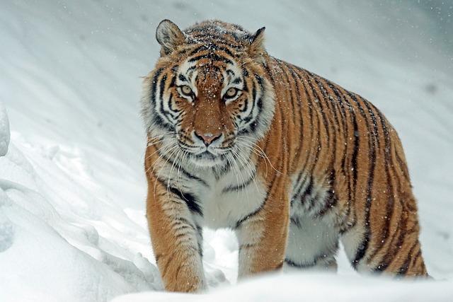 The Importance of Investing US$1 Billion into Tiger Conservation