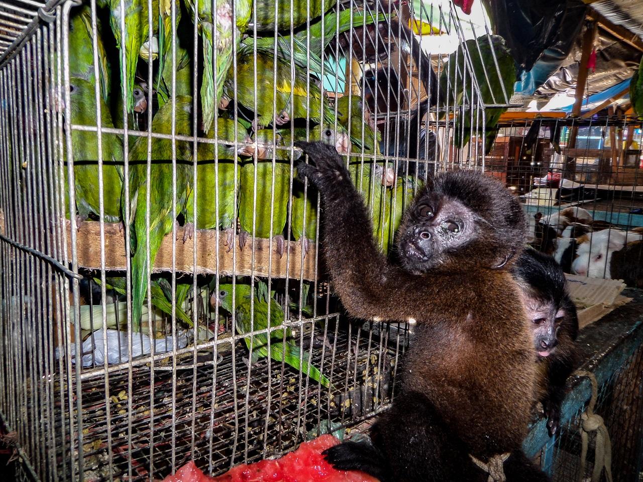 Ethical Implications Surrounding Primate Trade