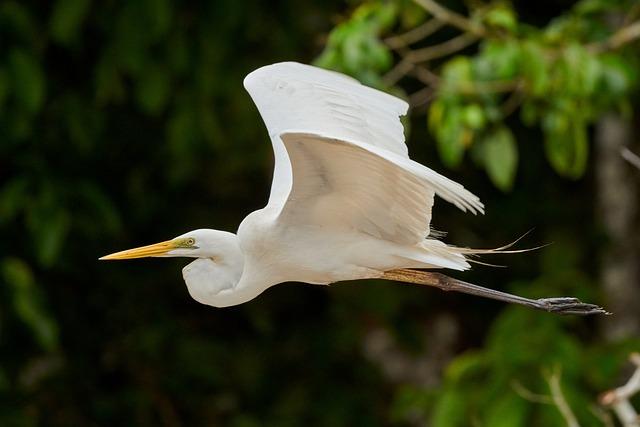 Ecological Meaning of the White-bellied Heron & Threats To Its Survival