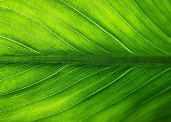 Adani Green Exits Wind Projects in Sri Lanka Due to Tariffs – Bloomberg