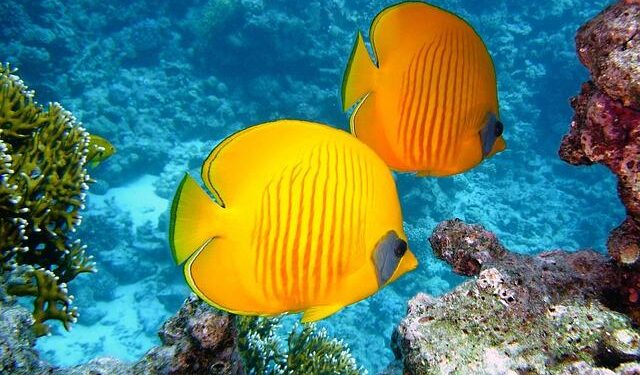 Bleached and broken: how mass tourism is killing Malaysia’s coral paradise – This Week In Asia