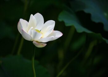 ‘The White Lotus’ is taking you to Thailand: 4 things to know before planning a trip – USA TODAY