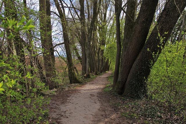 Navigating Recovery Path Post-Trauma