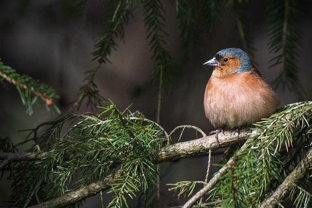 Conservation Initiatives Amidst Festive Celebrations
