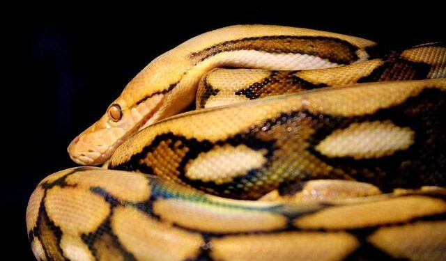 Good Samaritans wrestle huge reticulated python holding up traffic in Thailand – Yahoo News Canada