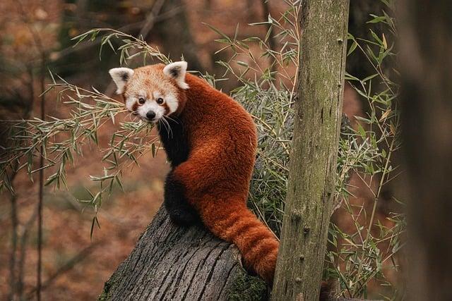 Key Findings: Insights into Current Status of Red Panda Habitats