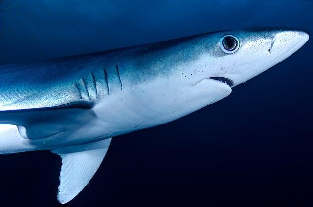 Influencer's Terrifying Encounter with Shark in the Maldives Shakes Social Media Community