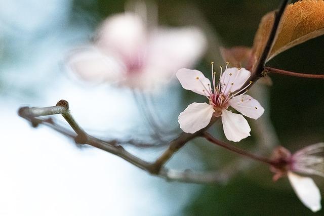 Embracing Cherry Blossom Season with Innovative Flavors