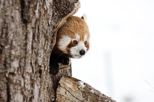 Bhutan Completes Landmark Red Panda Population Survey in Collaboration with World Wildlife Fund