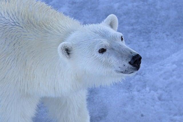 Innovative Conservation Methods: Connecting Scientific Research With Community Engagement