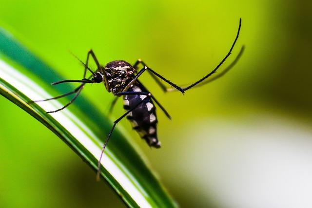 Impact of Environmental Factors on Dengue Spread Patterns