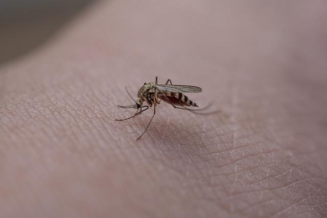 Philippines Village Implements Innovative Mosquito Bounty Programme to Combat Dengue Fever Outbreak