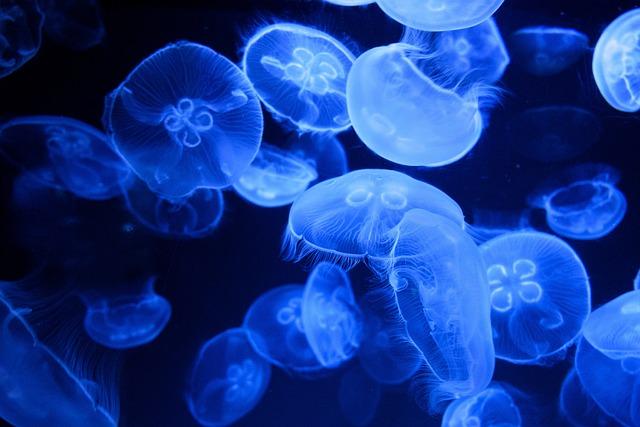 Implications of the Undersea Cable Disconnection for Regional Connectivity