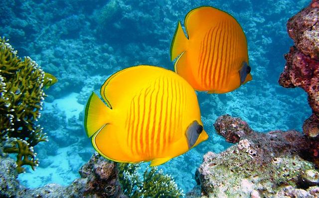 Strengthening Local Ecosystems: Coral Rehabilitation And Marine Life Protection Efforts