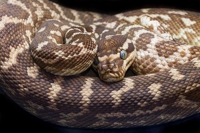 Importance of Rare Species in Biodiversity Conservation