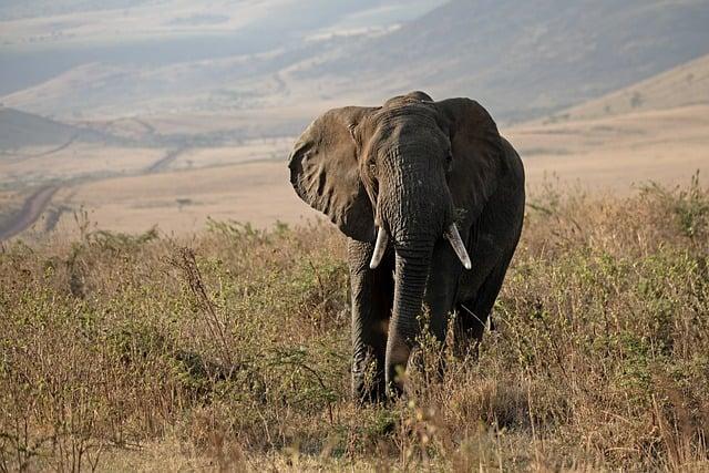 Conservation Challenges Facing Cambodian Highlands