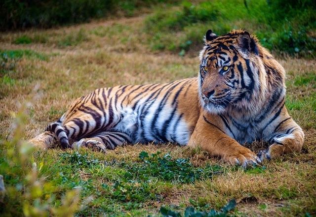 IUCN's Strategic Recommendations on Wildlife Protection