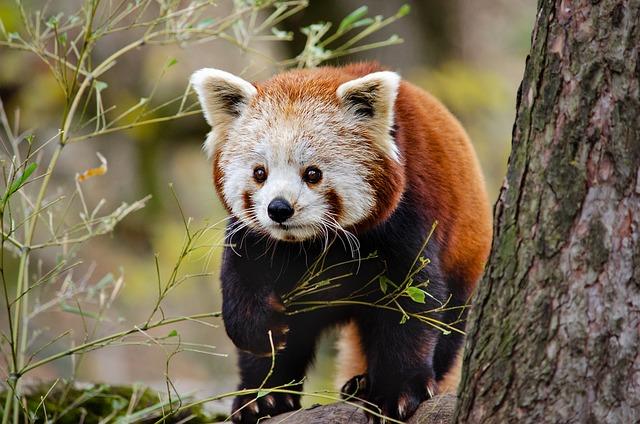 Conservation Challenges: Threats Facing Bhutan's Red Pandas