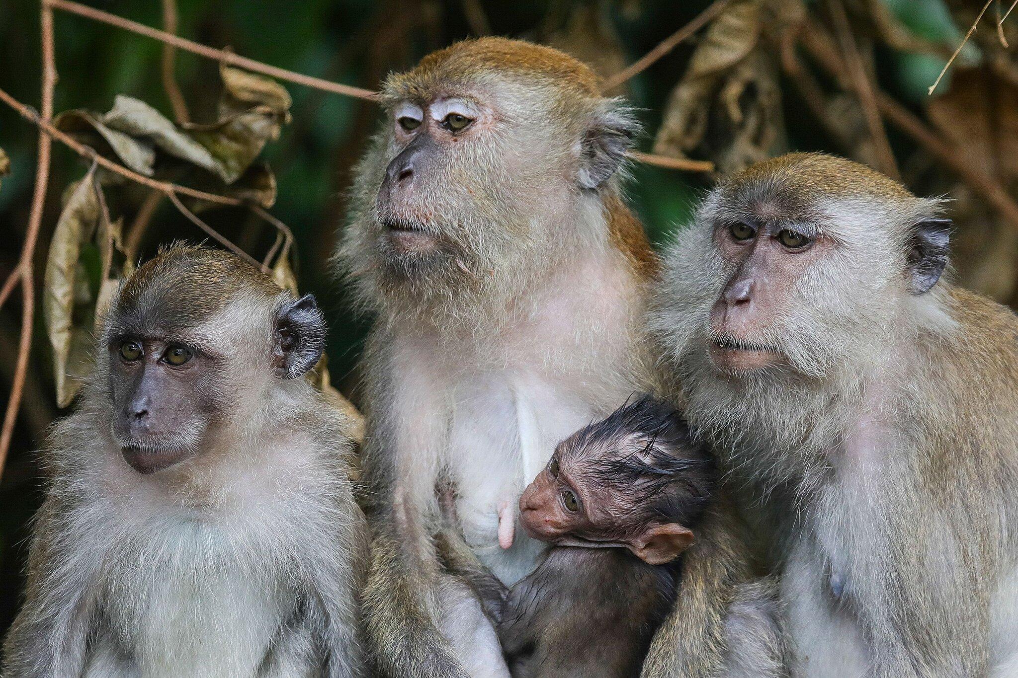 Recommendations For Regulatory Improvements In Primate Export Practices