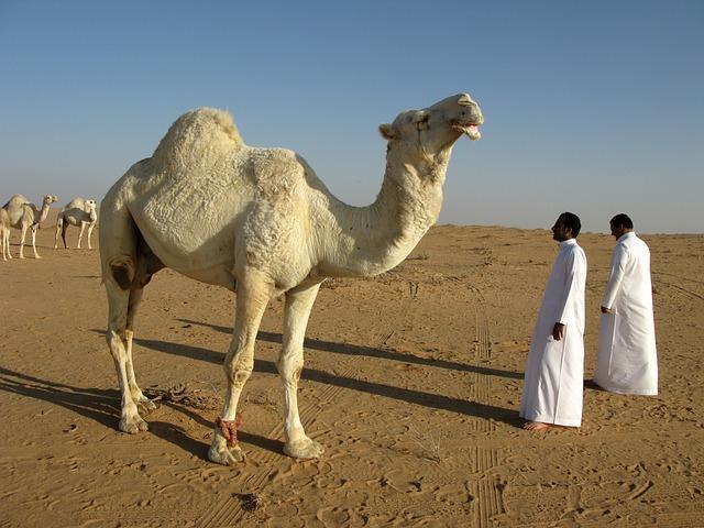 Importance Of Diplomatic Relations Between Saudi Arabia And brune