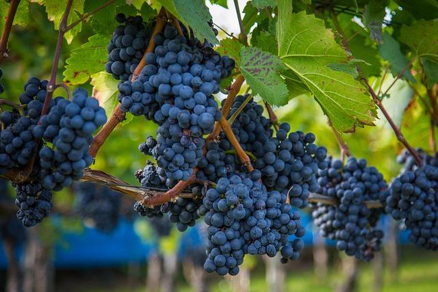 Bonhams Launches Historic Auction Featuring Bhutan's First Vintage Wine