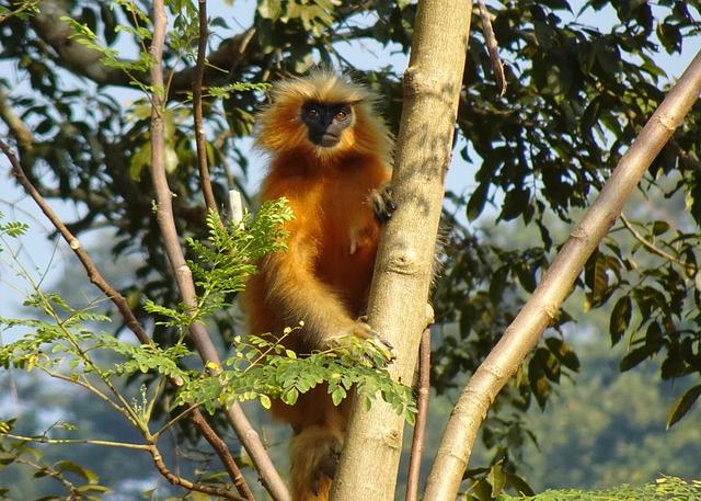 Collaborative Efforts: A Harmonized Strategy For Golden Langurs