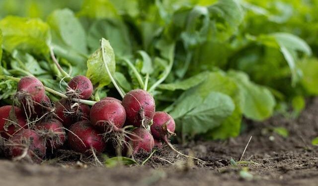 Organic agriculture in Kyrgyzstan: experiences with implementing participatory guarantee systems – Frontiers