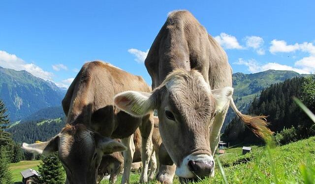Evaluating the potential of feedstuffs for dairy cattle in Southeast Asia – All About Feed