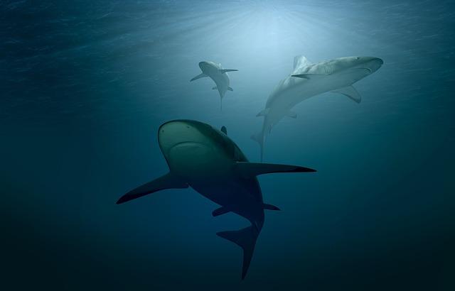 Sharks Circling Scuba Divers in Maldives - Yahoo News UK