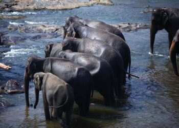 Sri Lanka must break from the past and chart a new course – OHCHR