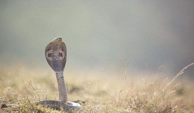 Shocking! Man Finds Snake Inside A Popsicle In Thailand. Pic Goes Viral – NDTV