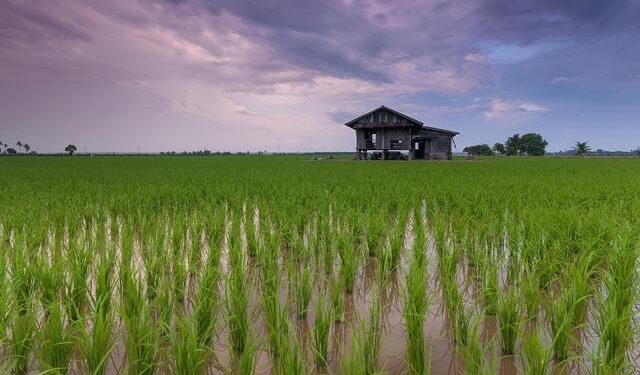 US Lambasts Japan’s ‘700% Rice Tariff,’ Hinting at Levy Target – Yahoo Finance