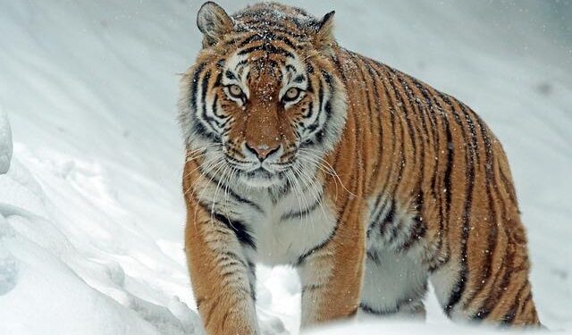 Nepal’s leader says it has too many tigers. Does it? – BBC.com